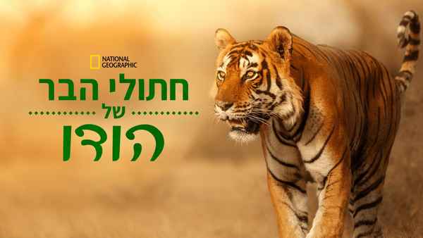 Wild Cats of India Poster 4