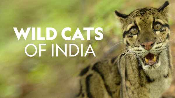 Wild Cats of India Poster 5