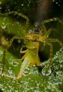 Wild City: Secret World Poster 2