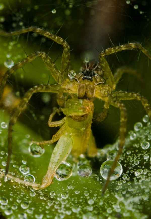 Wild City: Secret World Poster 2