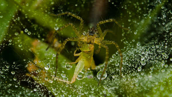 Wild City: Secret World Poster 1