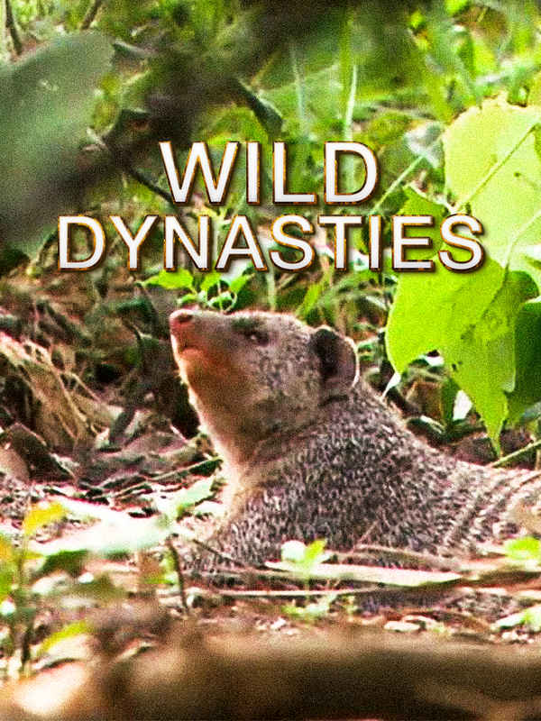Wild Dynasties Poster 7