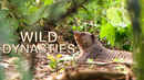 Wild Dynasties Poster 6