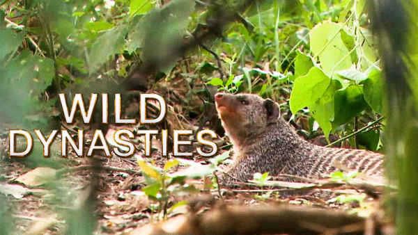 Wild Dynasties Poster 6