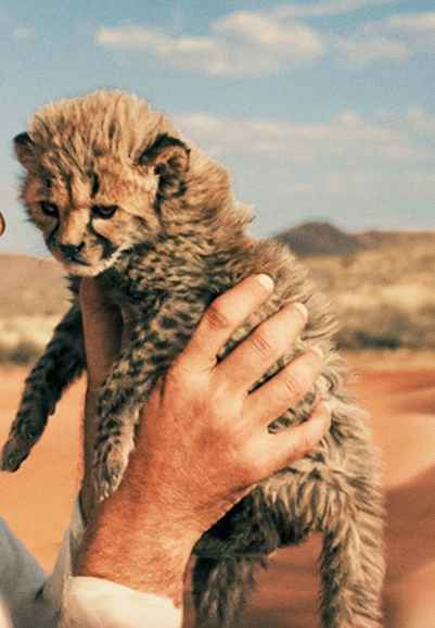 Wild Frank In Africa