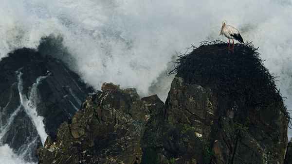 Wild Portugal Poster 2