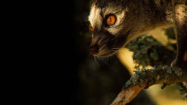 Wild Portugal Poster 6