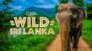 Wild Sri Lanka Poster 1