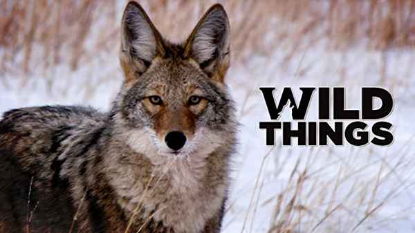 Wild Things Poster 2