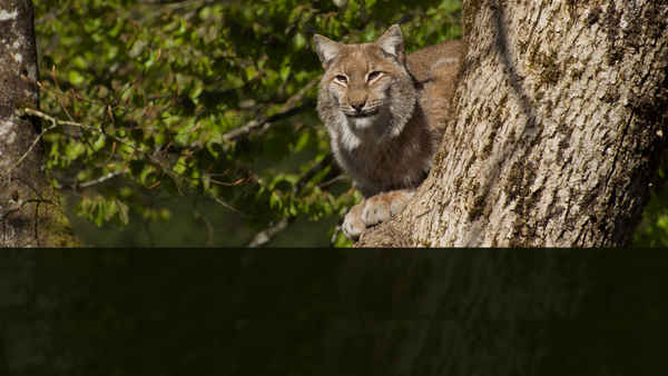 Wildest Europe Poster 1