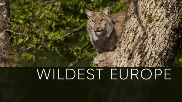 Wildest Europe Poster 3