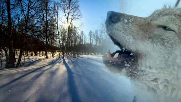 Wildest Europe Poster 4