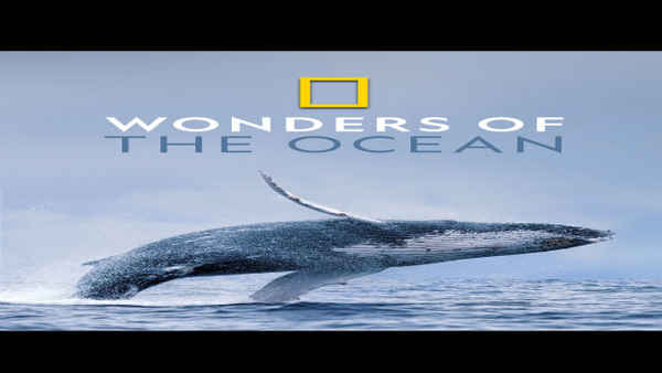 Wonders of the Ocean Poster 7
