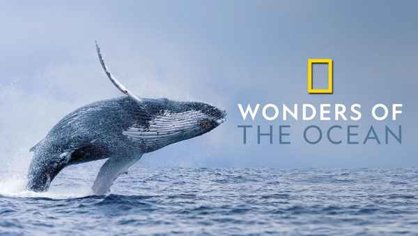 Wonders of the Ocean Poster 5