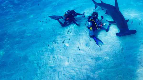 World's Biggest Hammerhead? Poster 2