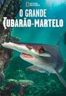 World's Biggest Hammerhead? Poster 5