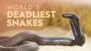 World's Deadliest Snakes Poster 5