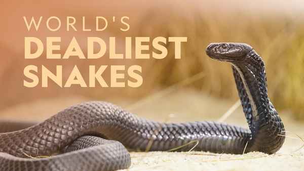 World's Deadliest Snakes Poster 5