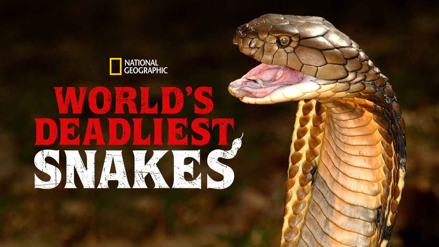 World's Deadliest Snakes