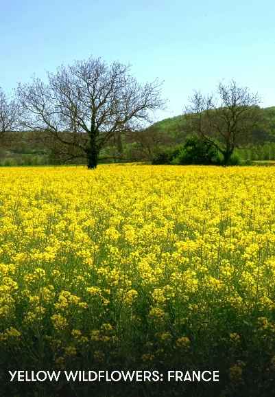 Yellow Wildflowers: France