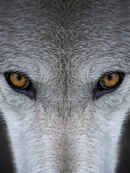 Yellowstone Journals Poster 4