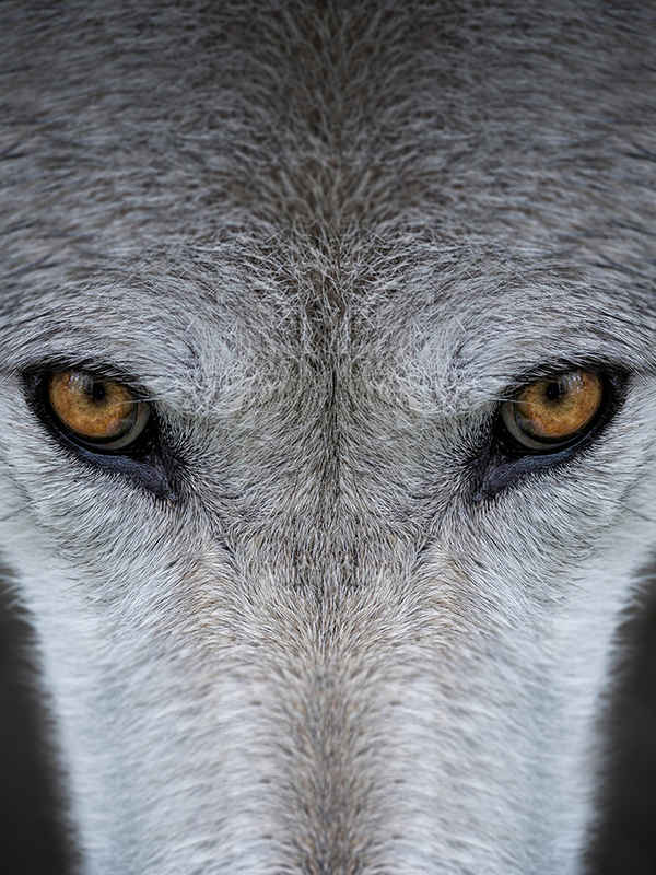 Yellowstone Journals Poster 4