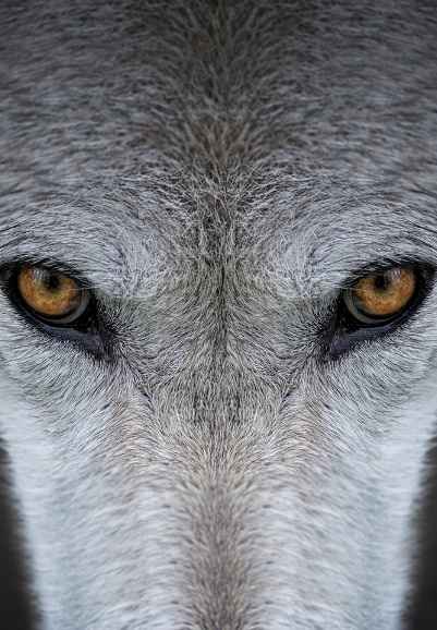 Yellowstone Journals