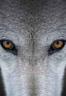 Yellowstone Journals Poster 6