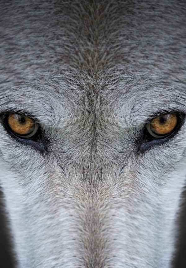 Yellowstone Journals Poster 6