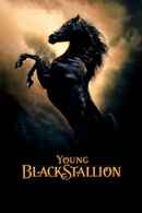 Young Black Stallion Poster 4