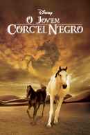 Young Black Stallion Poster 5