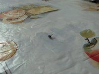 IMG_0069.jpg