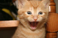 very-happy-kitten.jpg