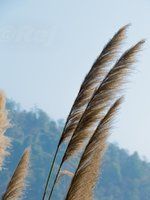 IMG_0128.jpg