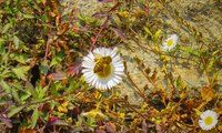IMG_0160.jpg