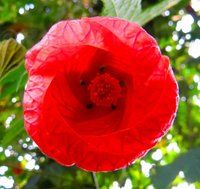 IMG_0309.jpg