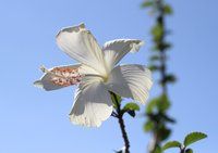IMG_0443-small.jpg