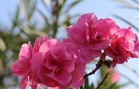 IMG_0444-small.jpg