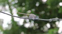 IMG_0074.jpg