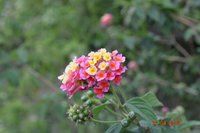 DSC_0116.jpg