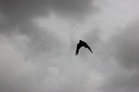 IMG_4191.jpg