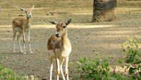 deer.jpg