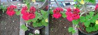 Sony DSC T90 vs Sony Xperia SP (Auto Close shot).jpg
