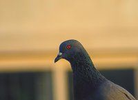 pigeonfinal.jpg