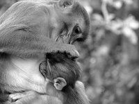 Monkey1.jpg