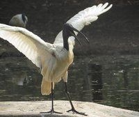 Crane2.jpg