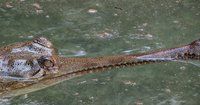 Gharial.jpg