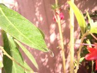 IMG_1217.jpg