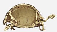 things-cut-in-half-14.jpg things-cut-in-half-14.jpg