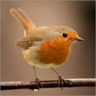 ruby_robin